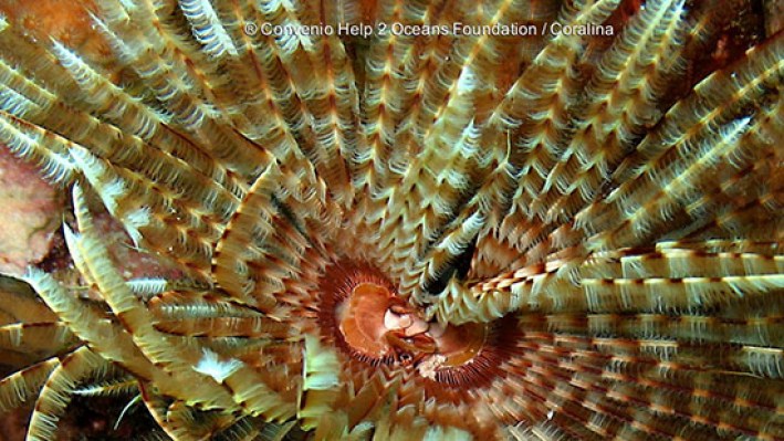 Fan worms (71)-2